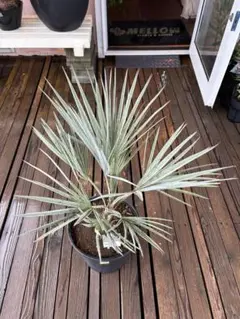 2025年最新】ブラヘアアルマータの人気アイテム - メルカリ