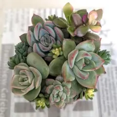 ④寄植え♪多肉植物♡