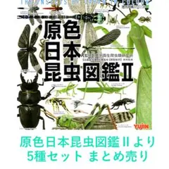 Yujin 原色昆虫類甲虫図鑑 株主優待 非売品 ユージン オオクワガタ