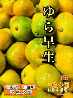 由良早 蜜柑苗木♪実 無ければ実無しが、届きますレモンの横に♪ 楽天