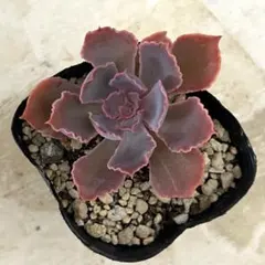 多肉植物 エケベリア ネオンブレーカーズ 抜き苗F - メルカリ