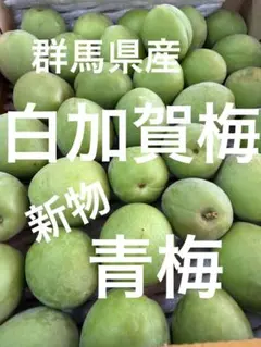 函館近郊産青梅 豊後梅2キロサイズL以上 - メルカリ