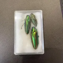 タマムシ標本のサムネイル