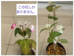 山野草・ヤマアジサイ苗画像の乙姫苗お届け。来期開花。アジサイ