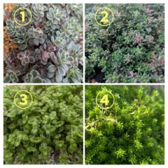 多肉植物　セダム4種抜き苗セット