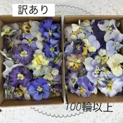 ドライフラワー♡No561♡訳あり♡お得♡ビオラとノースポールのドライフラワー