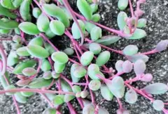 多肉植物♡ルビーネックレス♡カット苗