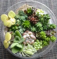 多肉植物　寄せ植えセット　カット苗　多肉弁当