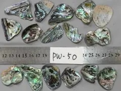 ★PW50★ニュージーランドパウア貝シェルチップ　中16個