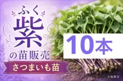 2026年最新】ふくむらさき 苗の人気アイテム - メルカリ