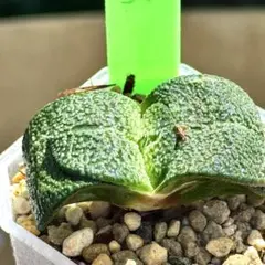 臥牛錦　微錦　ガステリア　超美株　ハオルチア　観葉植物　34のサムネイル