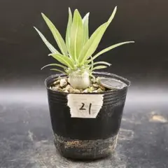 【鉢付き】21 パキポディウム グラキリス　塊根植物　実生のサムネイル