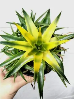 2026年最新】株分けディッキアの人気アイテム - メルカリ