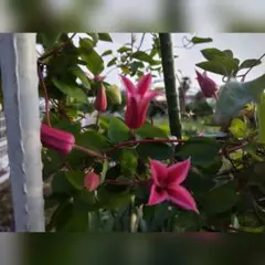 ぴろこ様 リクエスト 2点 まとめ商品