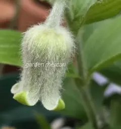 壺型クレマチス　種　10粒のサムネイル