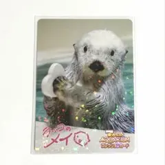 鳥羽水族館 ラッコ メイちゃん コレクションカードvol.2 コレカ レア