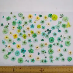 SALE❉押し花素材こでまり❉766