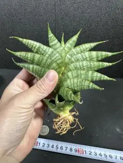 2025年最新】サンスベリア 希少の人気アイテム - メルカリ