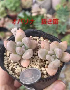 多肉植物 オパリナ 抜き苗 2株セットのサムネイル