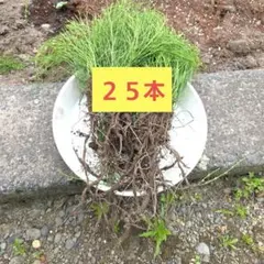 2026年最新】スギナ苗の人気アイテム - メルカリ
