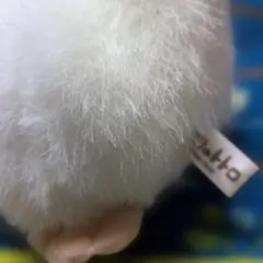 Item thumbnail for item 1bf7a72d-184b-4d76-b15f-d0614e47f929