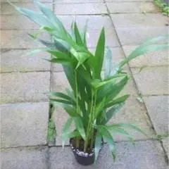 実生苗　アレカヤシ　抜き苗　椰子　観葉植物　造庭園芸　南国/沖縄　山野草　緑樹木のサムネイル