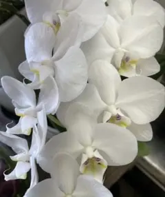胡蝶蘭 原種 交配種 レア Phalaenopsis stuartiana | Mercari