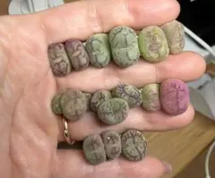 最新種子 コノフィツム オブコルデルム 種子22種類 10粒ずつセット