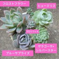 ノアティ様 リクエスト 2点 まとめ商品