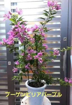 ブーゲンビリア大苗 No927 らくらくメルカリ便発送‼️ 2025年最新】ブーゲンビリアの人気アイテム - メルカリ