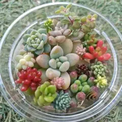 2026年最新】花団錦の人気アイテム - メルカリ