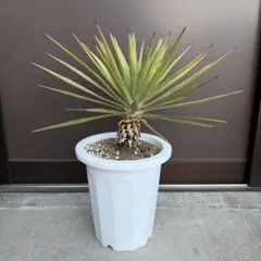 2025年最新】ユッカアロイフォリアの人気アイテム - メルカリ