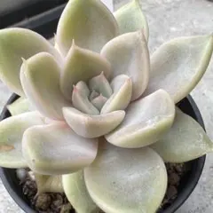 ❣️美苗♡サノフィー❣️現品 エケベリア 寄せ植え 多肉弁当 多肉植物