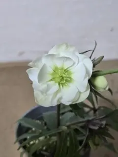 ゆる様 リクエスト 2点 まとめ商品