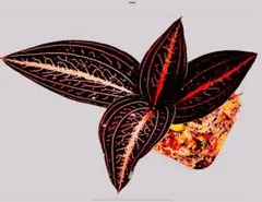 2025年最新】ジュエルオーキッド レアの人気アイテム - メルカリ