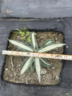 2025年最新】アガベ華厳の人気アイテム - メルカリ