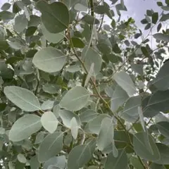 Item thumbnail for item e4760f06-3de9-4789-97e6-700470d5a505