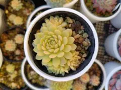 2026年最新】おらいさん苗 ちょこんの人気アイテム - メルカリ