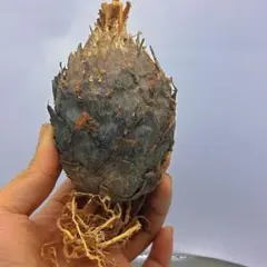 2026年最新】金環ソテツの人気アイテム - メルカリ