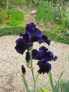 ジャーマンアイリス　黒花のサムネイル
