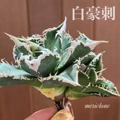 2026年最新】アガベ チタノタ 種の人気アイテム - メルカリ