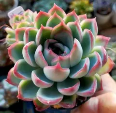 2026年最新】nicori 多肉の人気アイテム - メルカリ