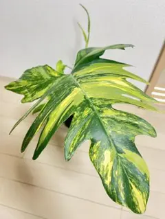フィロデンドロン キティナ① 斑入り Philodendron Kittina - メルカリ