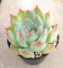 多肉植物 メキシコプリドニス×クスピダータメンチャカ 抜き苗 - メルカリ