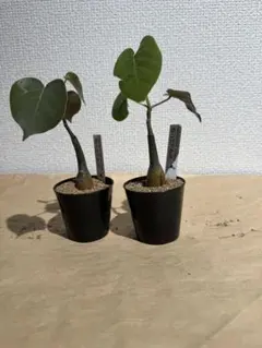 プセウド ボンバックス 抜き苗 - メルカリ