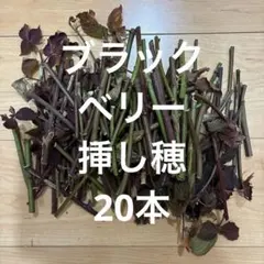 ブラックベリー　挿し木穂木　20本