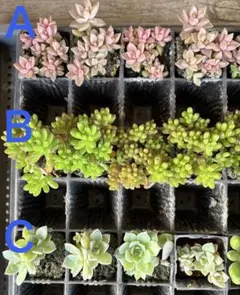② 多肉植物　3種セット　抜き苗