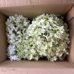 紫陽花ドライフラワー D11 60サイズ 北海道産 今週ラスト出品 - メルカリ