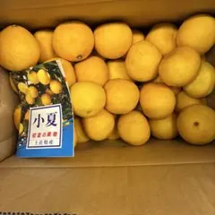土佐特産 ハウス小夏 初夏の果物 箱入りサイズM5キロサ16のサムネイル