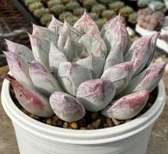 多肉植物　ペガサス